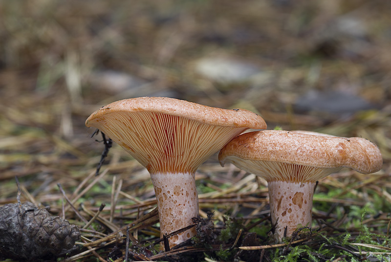 Lactarius deliciosus